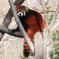 Prospect Park Zoo Red Panda 3