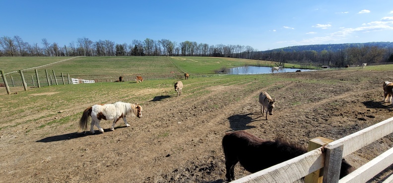 LHH_Pasture_20230409_165218.jpg