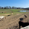 LHH Pasture 20230409 165218