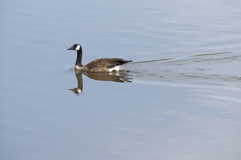 Canada_Goose.jpg