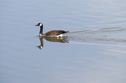 Canada Goose