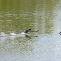 Cormorant flying past a Canada Goose
