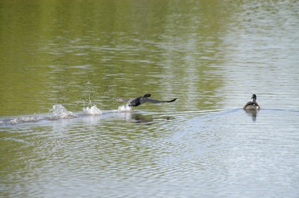 Cormorant flying past a Canada Goose