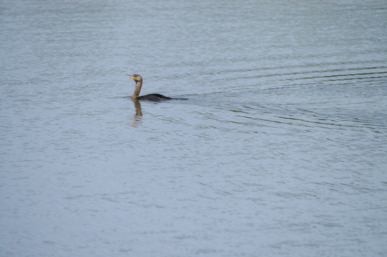 Double Crested Cormorant Swimming