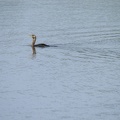 Double_Crested_Cormorant_Swimming.jpg