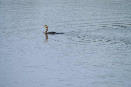 Double Crested Cormorant Swimming