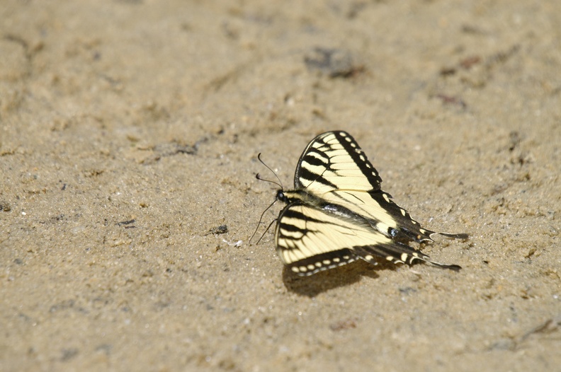Tiger_Swallowtail_Butterfly.jpg