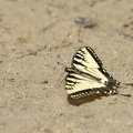 Tiger Swallowtail Butterfly