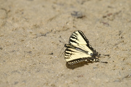 Tiger Swallowtail Butterfly