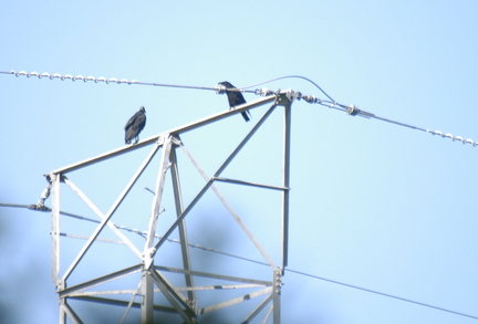 Black Vulture and corvid
