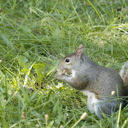 Wildlife