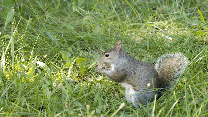 Squirrel_eating_a_peanut.jpg