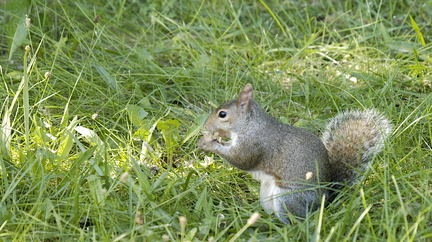 Squirrel eating a peanut