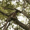 Coopers Hawk Snacking 01