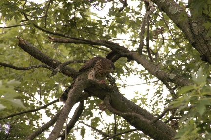 Coopers Hawk Snacking 01