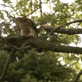 Coopers Hawk Snacking 02