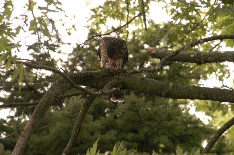 Coopers_Hawk_Snacking_03.jpg