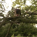 Coopers Hawk Snacking 03