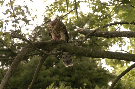 Coopers Hawk Snacking 04