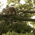 Coopers Hawk Snacking 05