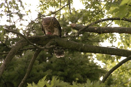 Coopers Hawk Snacking 05