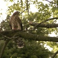 Coopers Hawk Snacking 06