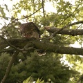 Coopers Hawk Snacking 07