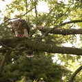 Coopers Hawk Snacking 08