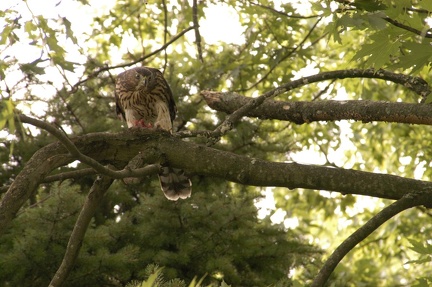 Coopers Hawk Snacking 08