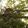 Coopers Hawk Snacking 09