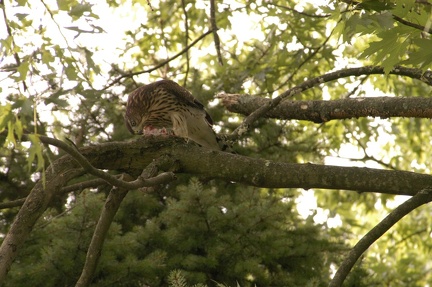 Coopers Hawk Snacking 09