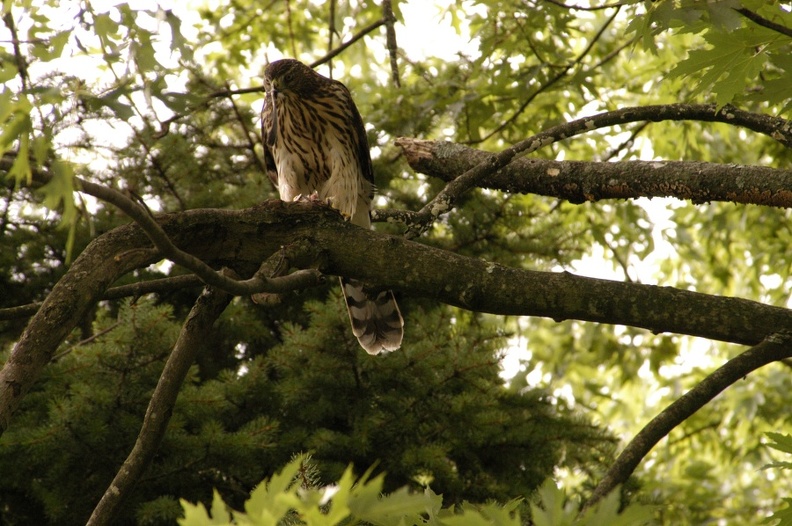 Coopers_Hawk_Snacking_10.jpg