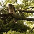 Coopers Hawk Snacking 10