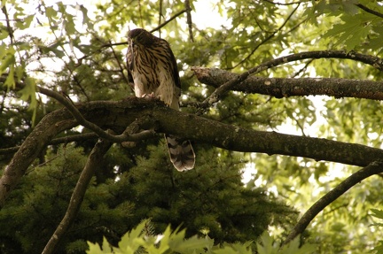 Coopers Hawk Snacking 10