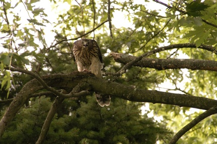 Coopers Hawk Snacking 11