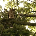 Coopers Hawk Snacking 12