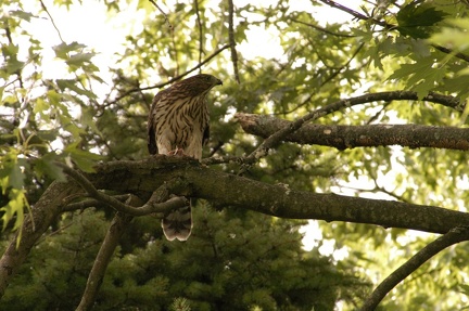 Coopers Hawk Snacking 12