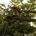Coopers Hawk Snacking 13