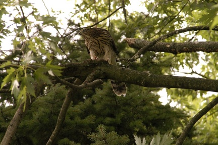 Coopers Hawk Snacking 13