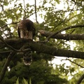 Coopers Hawk Snacking 15