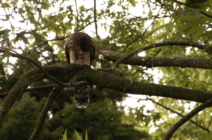 Coopers Hawk Snacking 15