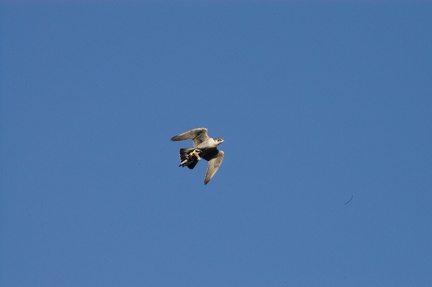 Peregrine Falcon with Pigeon