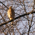 Red Shouldered Hawk
