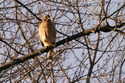 Red Shouldered Hawk