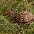 Turtle 2