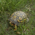 Turtle 2007-05-21 01
