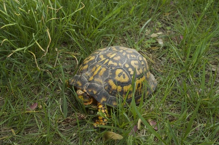 Turtle 2007-05-21 01