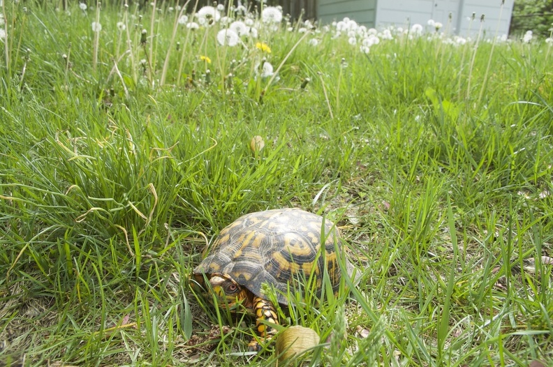 Turtle_2007-05-21_02.jpg