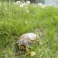 Turtle 2007-05-21 02