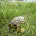 Turtle 2007-05-21 03